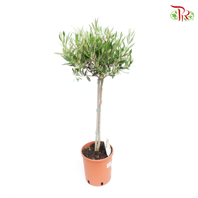 Olea Europaea - Olive Tree《油橄欖》(90cm)