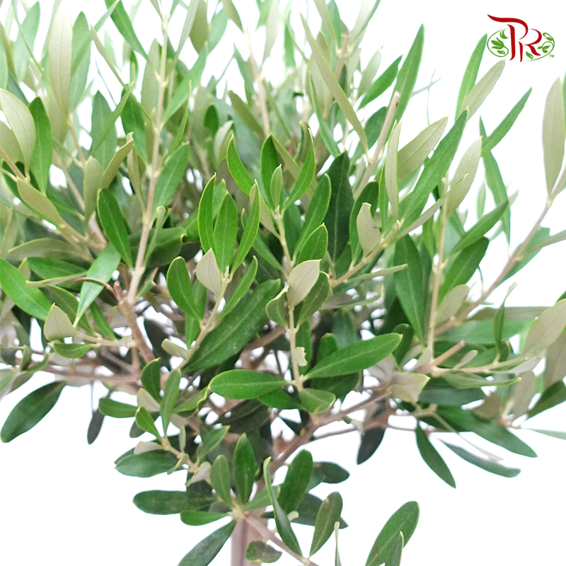 Olea Europaea - Olive Tree《油橄欖》(90cm)
