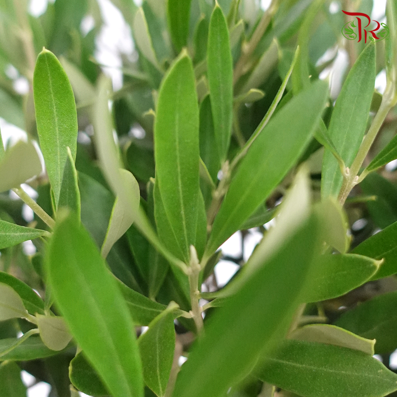 Olea Europaea - Olive Tree《油橄欖》(90cm)