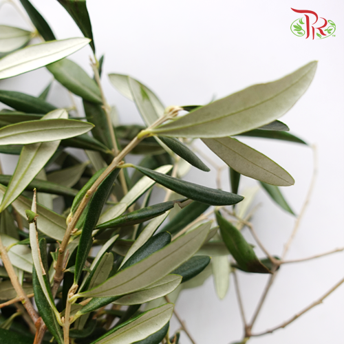 Olive Leaf - Per Bundle-Netherland-prflorist.com.my