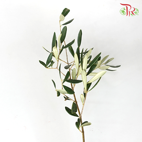 Olive Leaf - Per Bundle-Netherland-prflorist.com.my