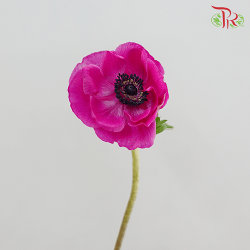 Anemone Marianne - Pink (5 Stems) - Pudu Ria Florist