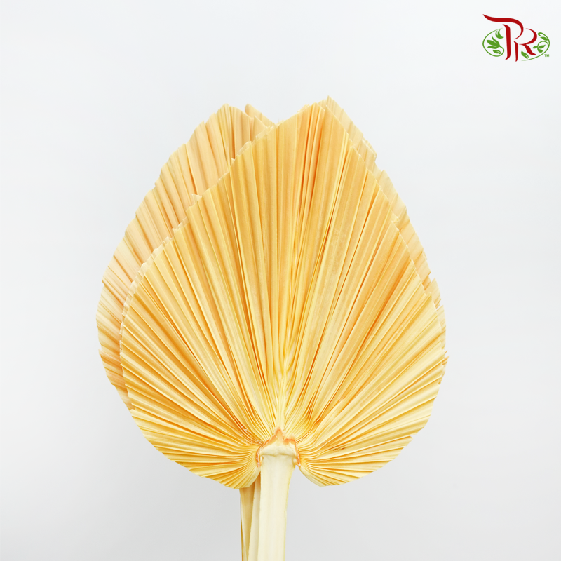 Dried Palm Dyed XXXL - Pastel Orange Faded (5 Stems) - Pudu Ria Florist