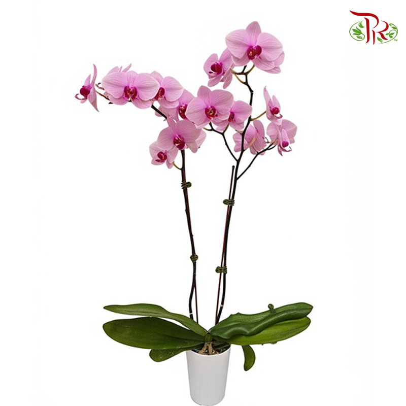 Medium Size Phalaenopsis (Double Stem) *With No Pot*