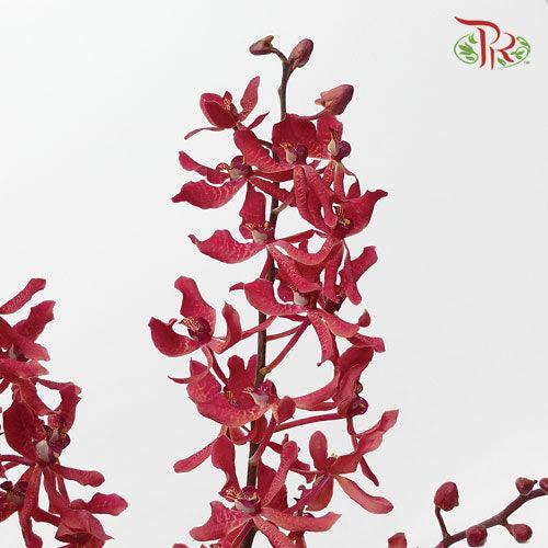 Orchid Anora Red - (5 Stems)-Red-Import-prflorist.com.my