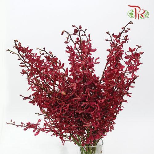 Orchid Anora Red - (5 Stems)-Red-Import-prflorist.com.my