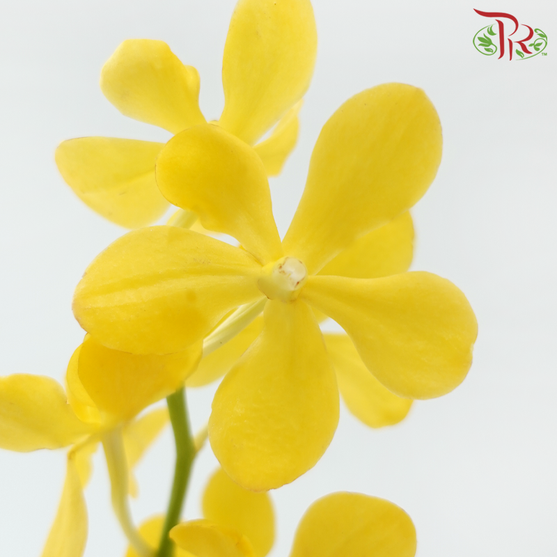 Orchid Mokara - Yellow (L Size) (5 Stems Per Bundle)-Yellow-Malaysia-prflorist.com.my