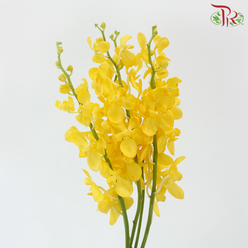 Orchid Mokara - Yellow (L Size) (5 Stems Per Bundle)-Yellow-Malaysia-prflorist.com.my