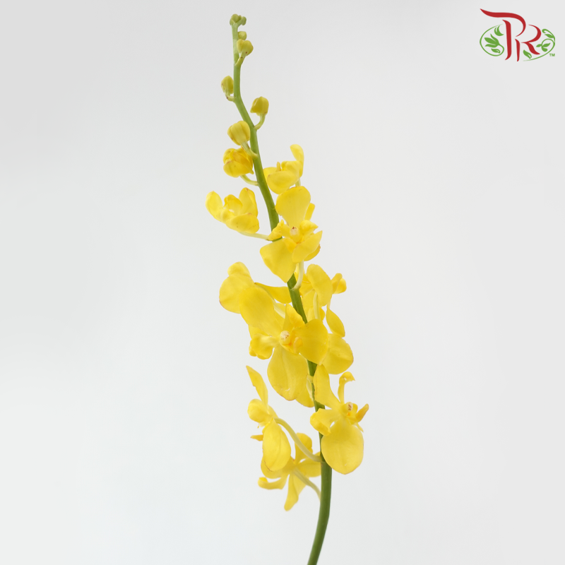 Orchid Mokara - Yellow (L Size) (5 Stems Per Bundle)-Yellow-Malaysia-prflorist.com.my