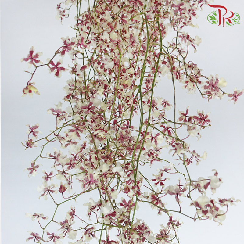 Orchid Oncidium - Brown (5 Stems)-Brown-Import-prflorist.com.my