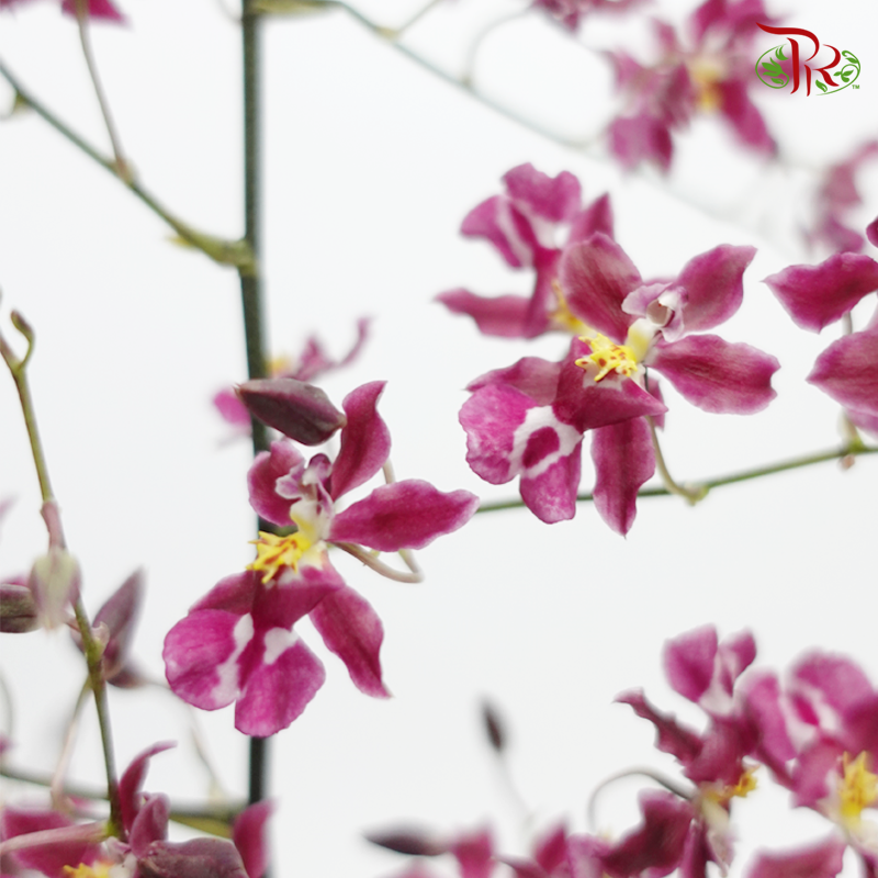 Orchid Oncidium Dancing Lady - Cherry Pink (5 Stems)-Cherry Pink-Vietnam-prflorist.com.my
