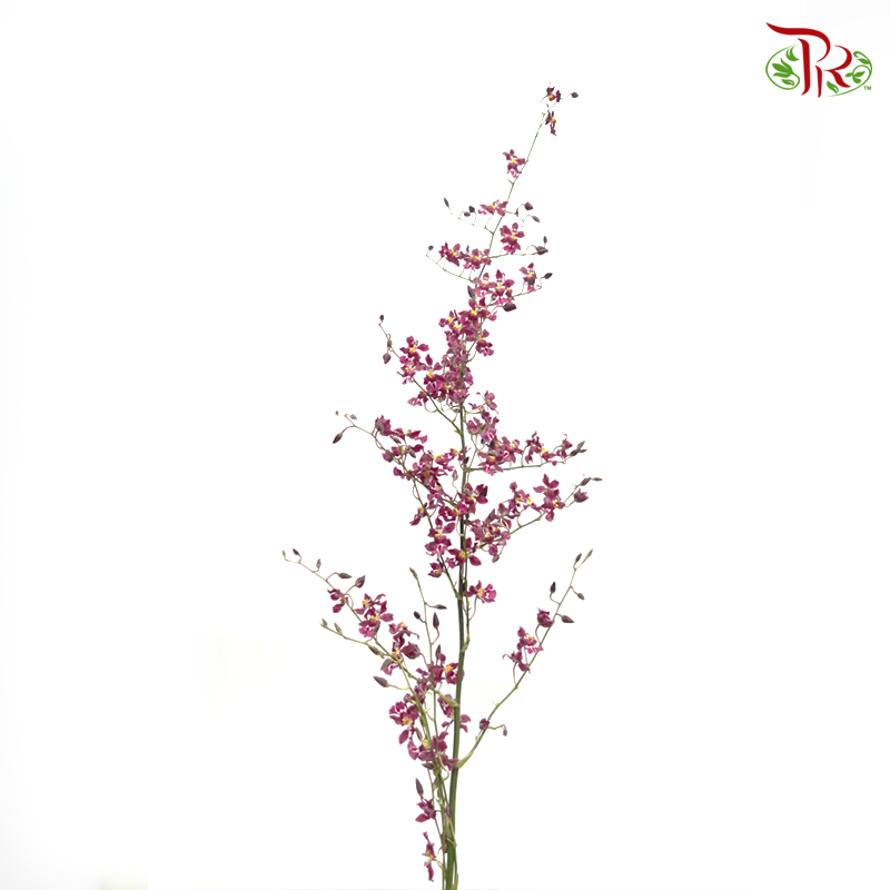 Orchid Oncidium Dancing Lady - Cherry Pink (5 Stems)-Cherry Pink-Vietnam-prflorist.com.my