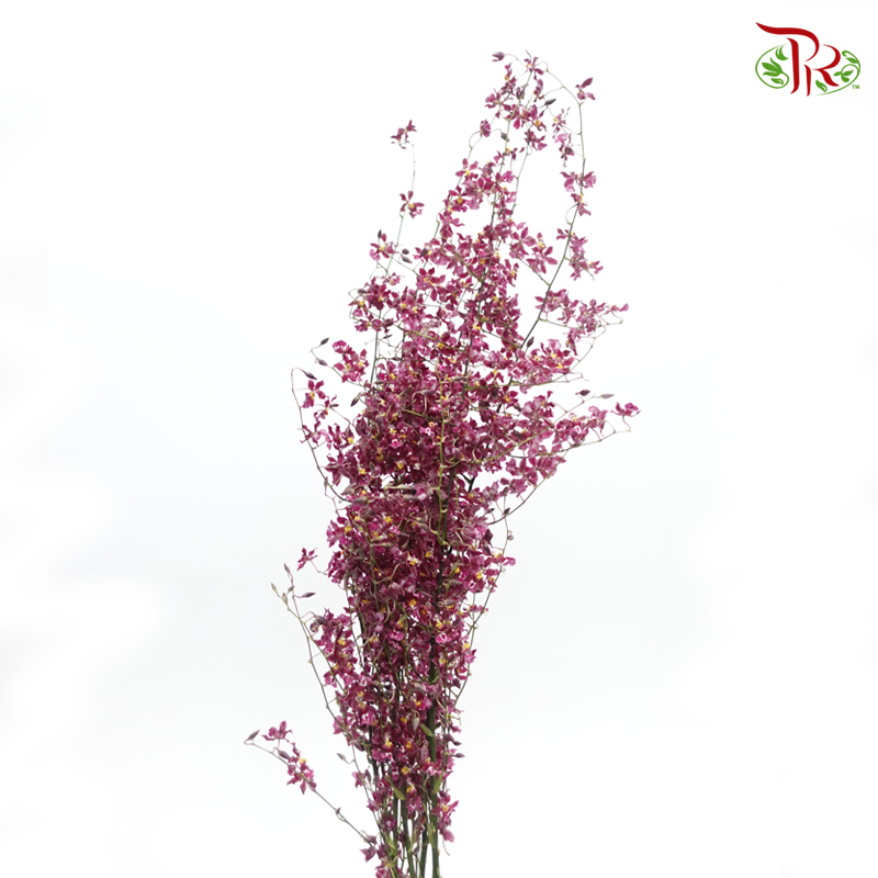 Orchid Oncidium Dancing Lady - Cherry Pink (5 Stems)-Cherry Pink-Vietnam-prflorist.com.my