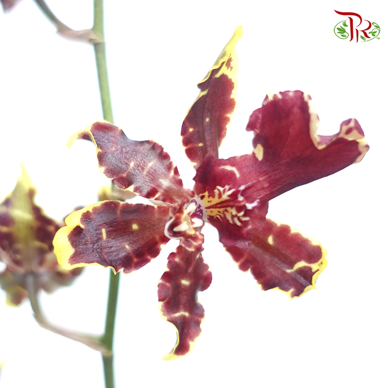 Orchid Oncidium Dancing Lady- Gold Red- Maroon With Yellow Line - (5 Stems)-Yellow-Vietnam-prflorist.com.my