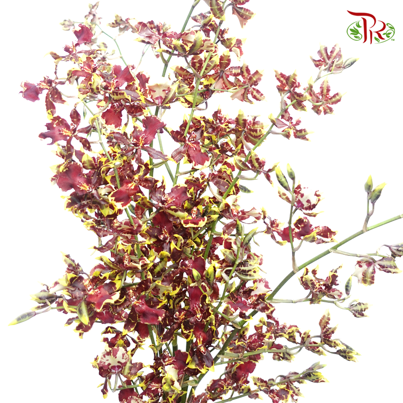 Orchid Oncidium Dancing Lady- Gold Red- Maroon With Yellow Line - (5 Stems)-Yellow-Vietnam-prflorist.com.my