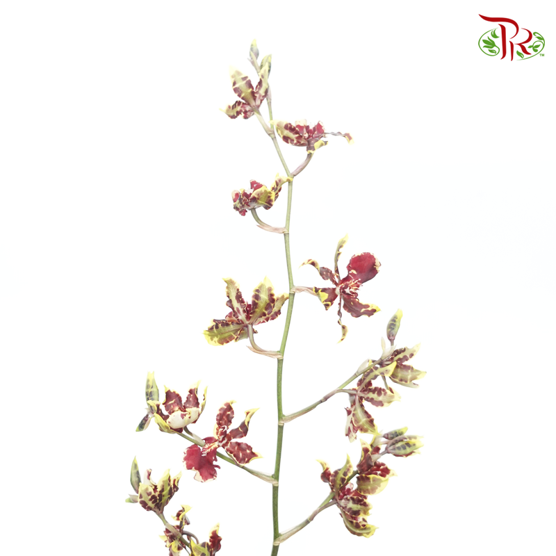 Orchid Oncidium Dancing Lady- Gold Red- Maroon With Yellow Line - (5 Stems)-Yellow-Vietnam-prflorist.com.my