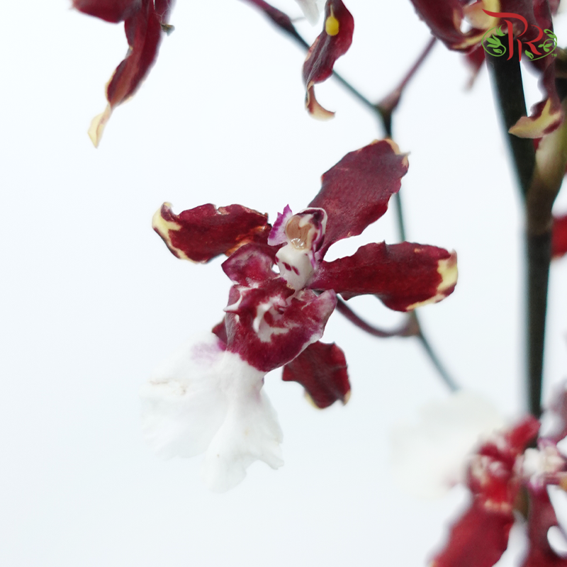 Orchid Oncidium Dancing Lady - Maroon (5 Stems)-Maroon-Import-prflorist.com.my