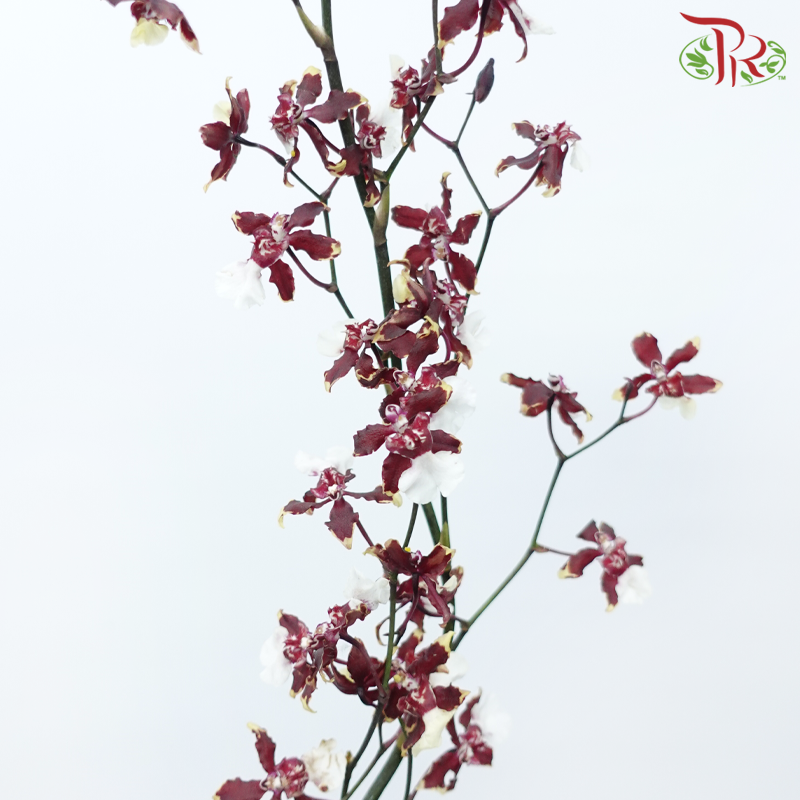 Orchid Oncidium Dancing Lady - Maroon (5 Stems)-Maroon-Import-prflorist.com.my