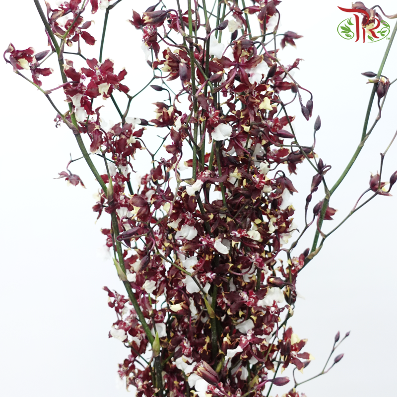 Orchid Oncidium Dancing Lady - Maroon (5 Stems)-Maroon-Import-prflorist.com.my