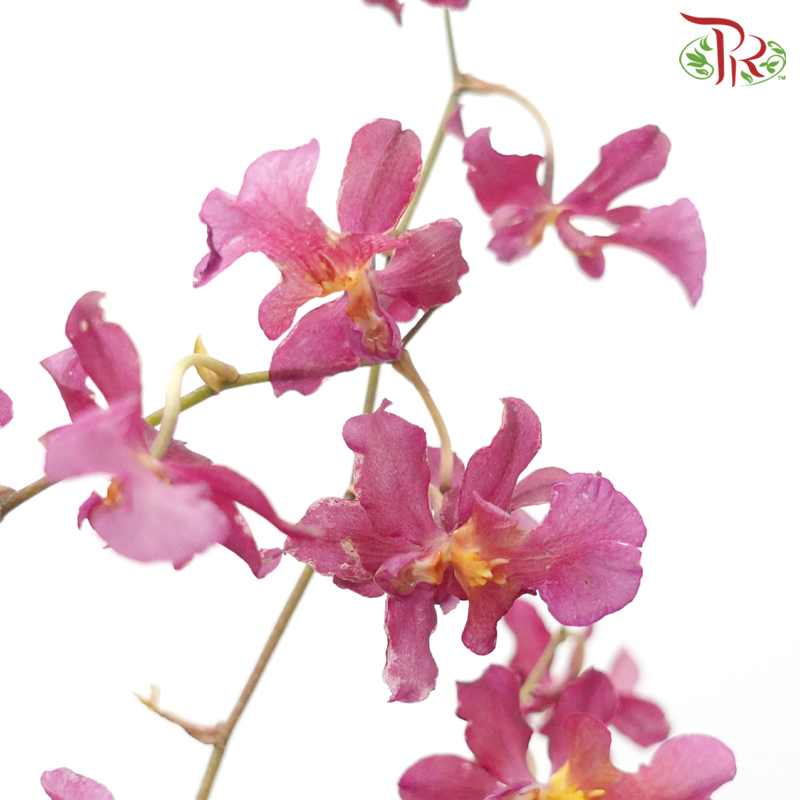 Orchid Oncidium Dancing Lady - Red (10 Stems)-Red-Import-prflorist.com.my