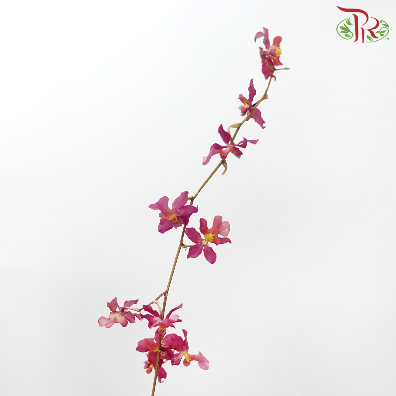 Orchid Oncidium Dancing Lady - Red (10 Stems)-Red-Import-prflorist.com.my