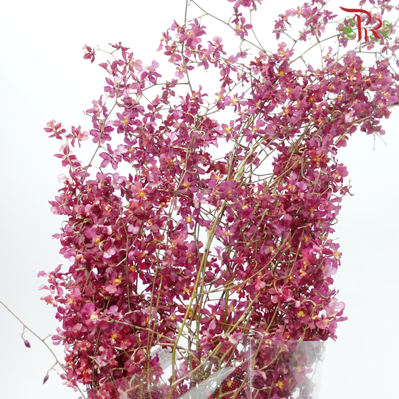 Orchid Oncidium Dancing Lady - Red (10 Stems)-Red-Import-prflorist.com.my