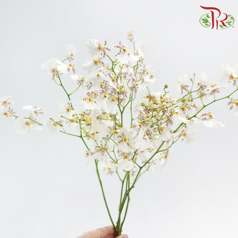 Orchid Oncidium Dancing Lady - Snow White (5 Stems)-White-Import-prflorist.com.my
