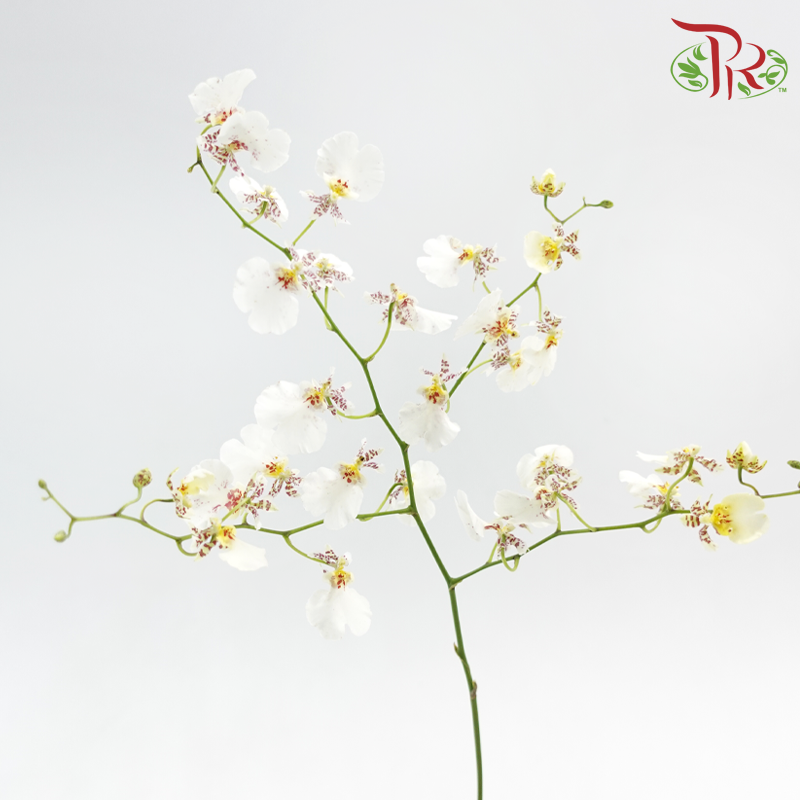 Orchid Oncidium Dancing Lady - Snow White (5 Stems)-White-Import-prflorist.com.my