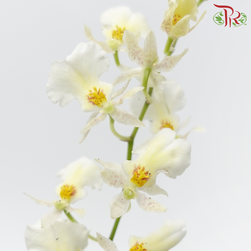 Orchid Oncidium Dancing Lady - Snow White (5 Stems)-White-Vietnam-prflorist.com.my