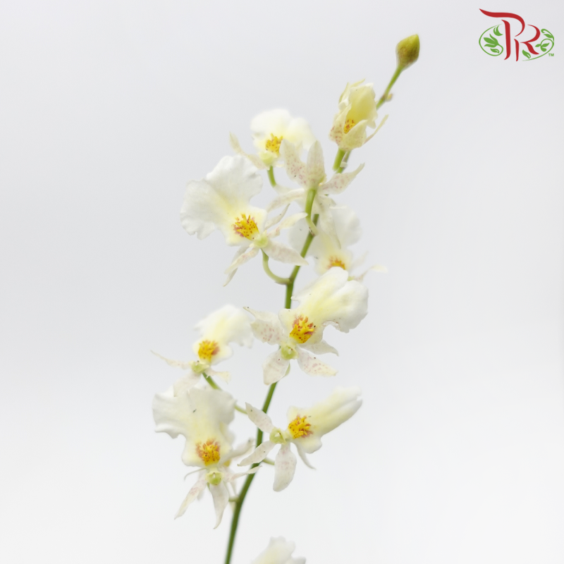 Orchid Oncidium Dancing Lady - Snow White (5 Stems)-White-Vietnam-prflorist.com.my