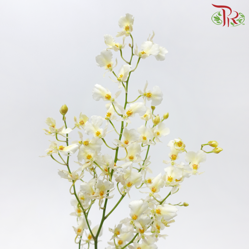 Orchid Oncidium Dancing Lady - Snow White (5 Stems)-White-Vietnam-prflorist.com.my