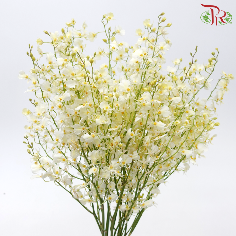 Orchid Oncidium Dancing Lady - Snow White (5 Stems)-White-Vietnam-prflorist.com.my