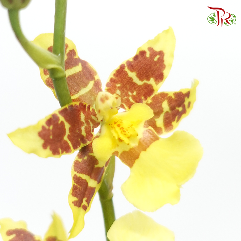 Orchid Oncidium Dancing Lady- Spring Afternoon- Yellow With Touch Of Brown/Maroon - (5 Stems)-Yellow-Vietnam-prflorist.com.my