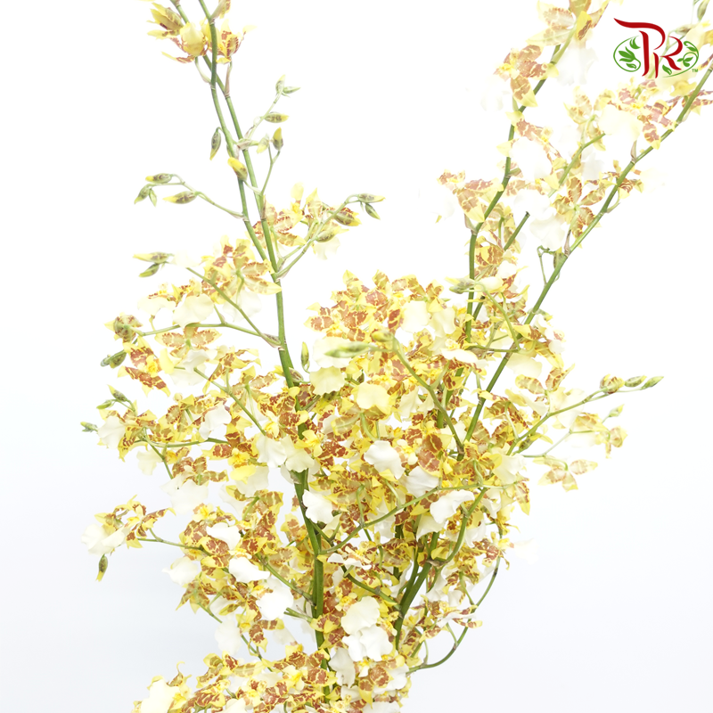 Orchid Oncidium Dancing Lady- Spring Afternoon- Yellow With Touch Of Brown/Maroon - (5 Stems)-Yellow-Vietnam-prflorist.com.my
