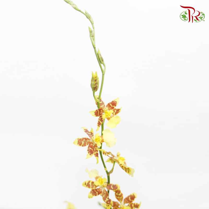 Orchid Oncidium Dancing Lady- Spring Afternoon- Yellow With Touch Of Brown/Maroon - (5 Stems)-Yellow-Vietnam-prflorist.com.my
