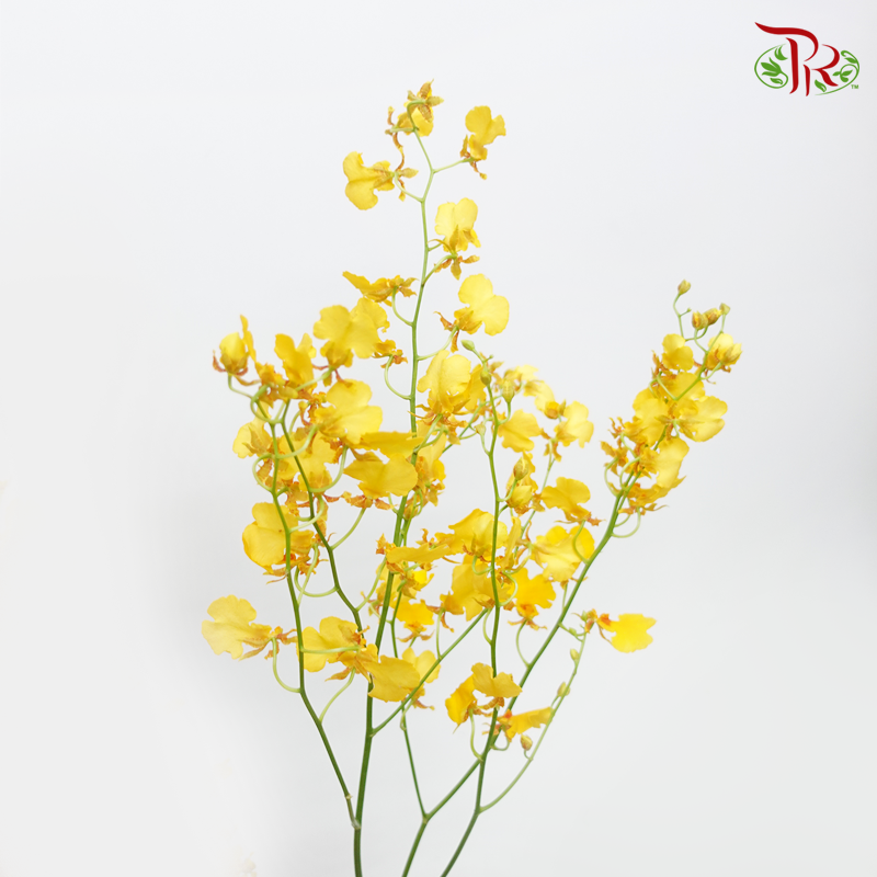 Orchid Oncidium - Dancing Lady Yellow/Red Lips (2L) (10 stems)-Yellow-Malaysia-prflorist.com.my