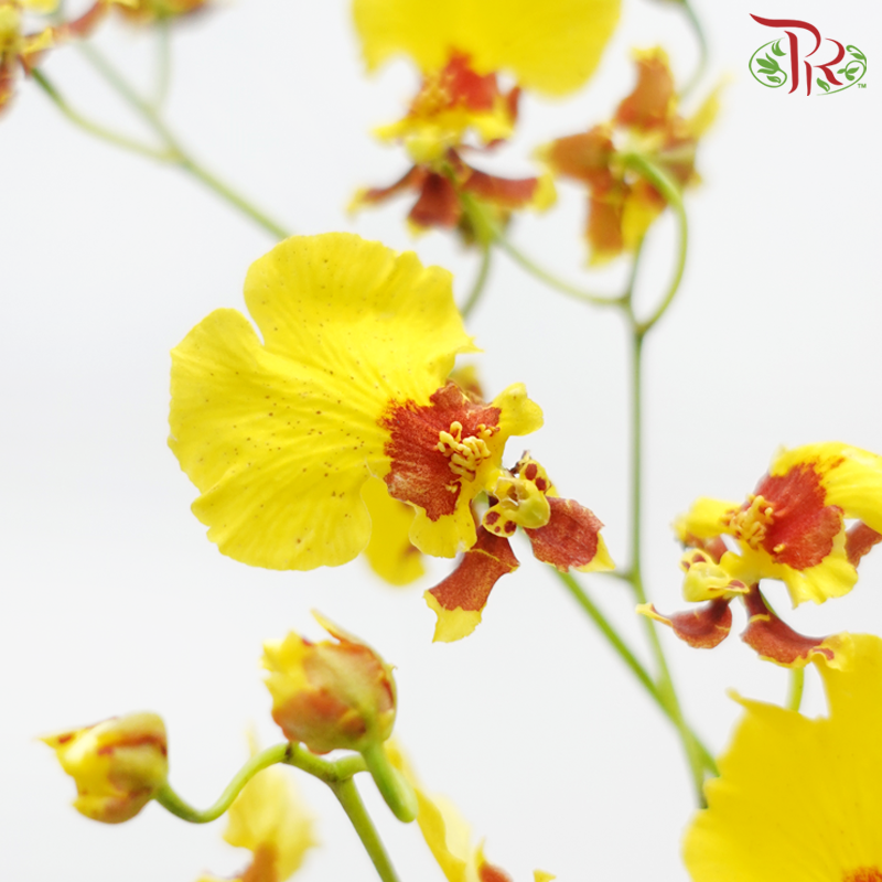 Orchid Oncidium Dancing Lady - Yellow With Red Lips (10 Stems)-Yellow With Red Lips-Import-prflorist.com.my