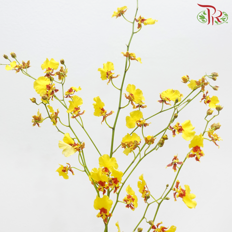 Orchid Oncidium Dancing Lady - Yellow With Red Lips (10 Stems)-Yellow With Red Lips-Import-prflorist.com.my