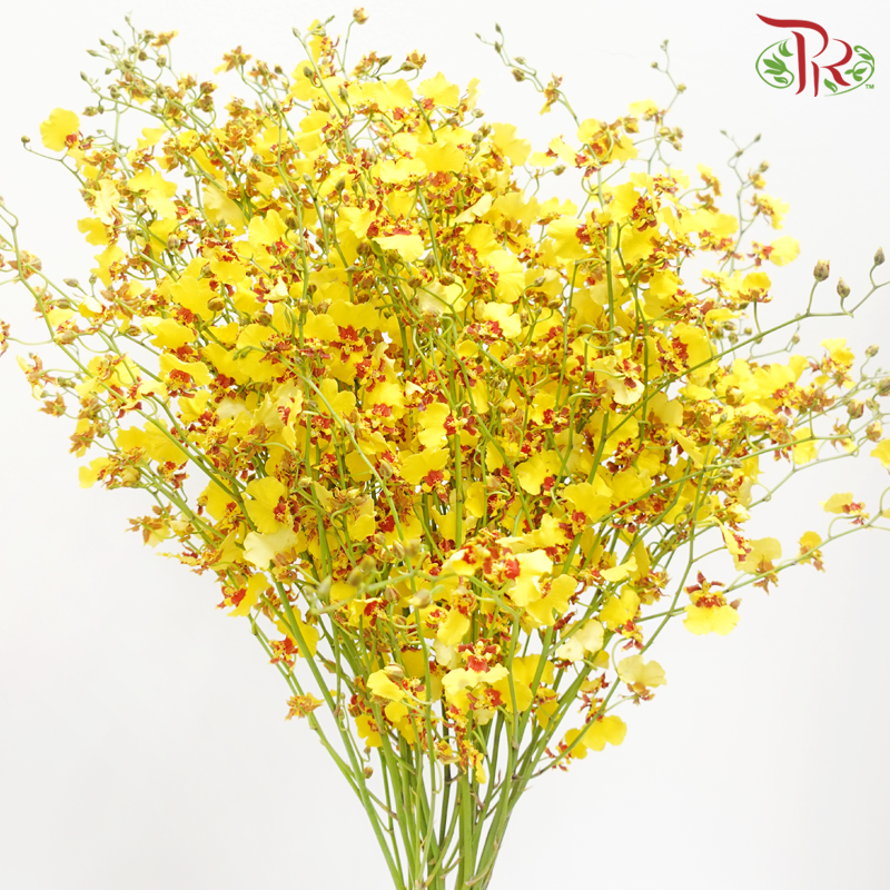 Orchid Oncidium Dancing Lady - Yellow With Red Lips (10 Stems)-Yellow With Red Lips-Import-prflorist.com.my