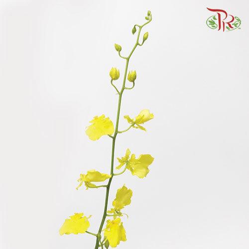 Orchid Oncidium Yellow - (5 Stems)-Yellow-Vietnam-prflorist.com.my