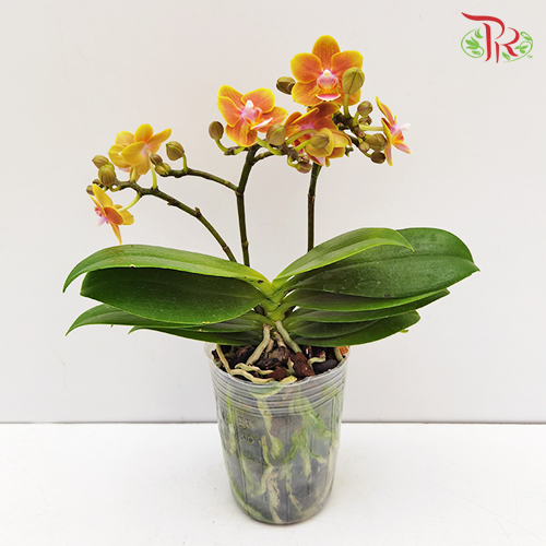 Orchid Phalaenopsis Mini Double- Orange *With No Vase-Pudu Ria Florist-prflorist.com.my