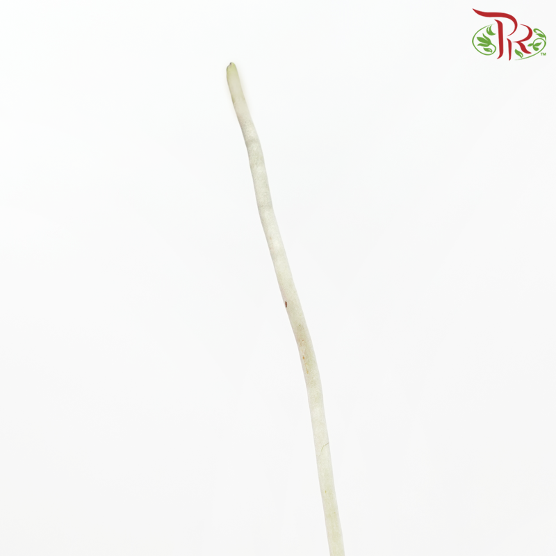 Orchid Root-Malaysia-prflorist.com.my