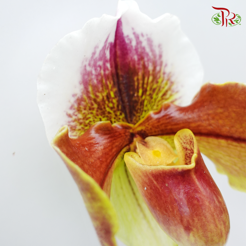 Orchid Slipper - (Per Stem)-Yellow-Malaysia-prflorist.com.my