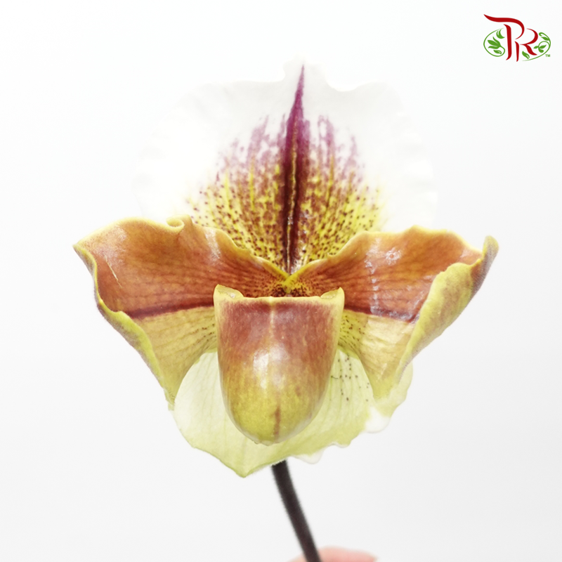 Orchid Slipper - (Per Stem)-Yellow-Malaysia-prflorist.com.my
