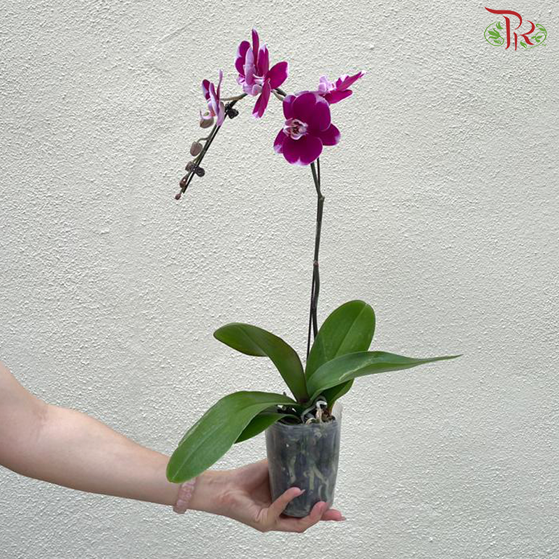 Big Single Stem Phalaenopsis Orchid