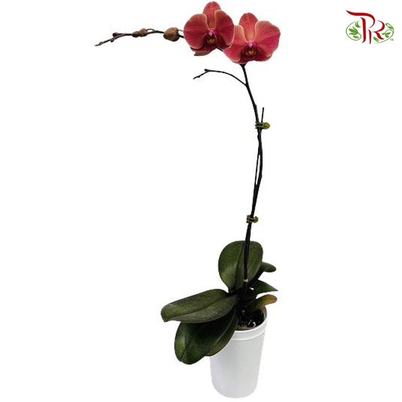 Big Single Stem Phalaenopsis Orchid