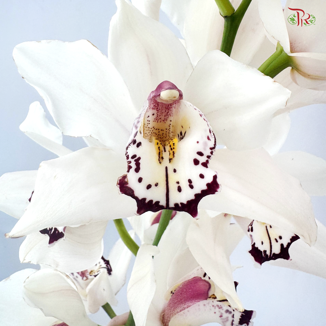 Cymbidium《兰花属》AAA