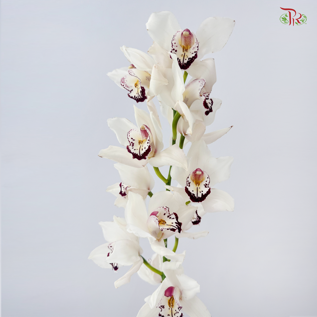 Cymbidium《兰花属》AAA