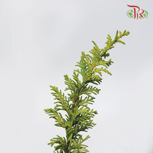 Oriental Arborvitae - (3 Stems)-Import-prflorist.com.my