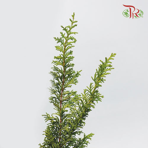 Oriental Arborvitae - (3 Stems)-Import-prflorist.com.my